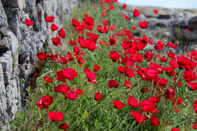 10 Things to Know Before You Visit Turkey Poppies in Turkey