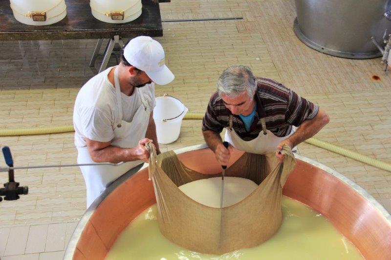 Parmigiano Reggiano Cheese: the Whole Delicious Story Shaping the curd into Parmigiano Reggiano Wheels
