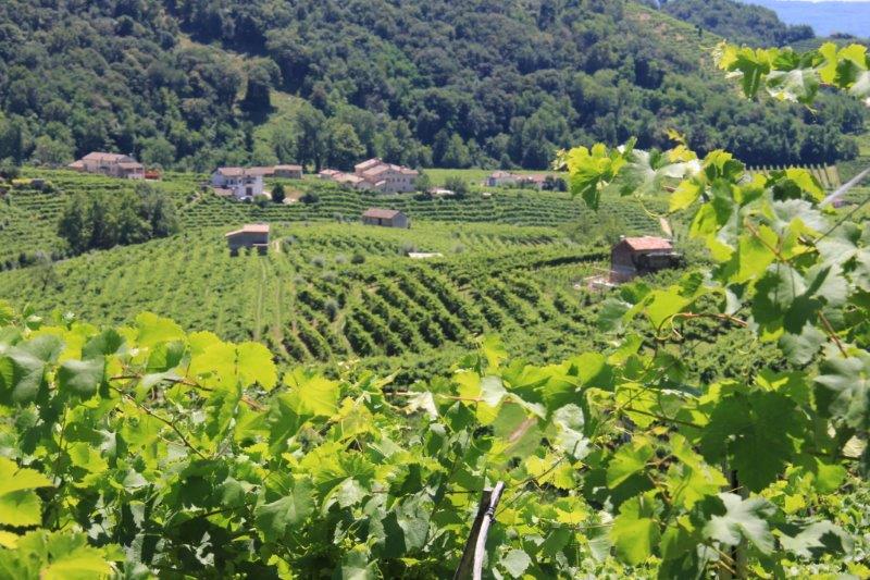 Italian Wine, Grappa and Tiramisu: Unwinding in Veneto Prosecco Contry around Santo Stefano www.compassand Fork
