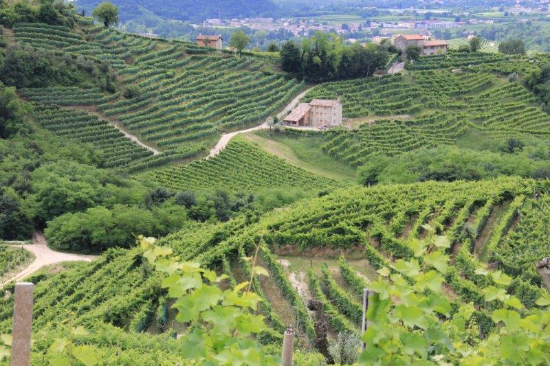Traveling in Italy: What you Need to Know Prosecco Route Vineyards www.compassandfork.com