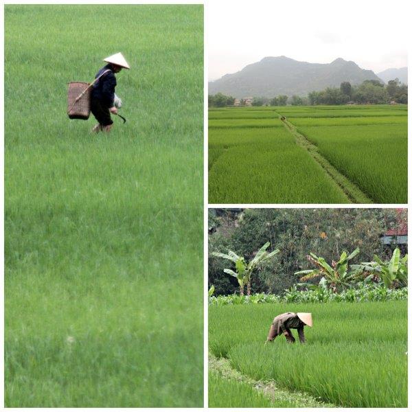 Explore the Mai Chau Valley and leasn all about Vietnamese beef noodle soup or pho bo recipe included, gluten free, dairy freewww.compassandfork.com
