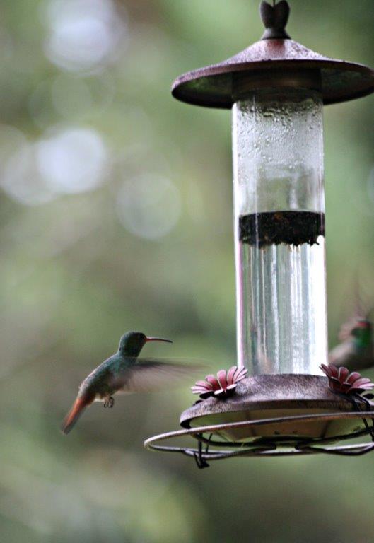 Healthy Travels What You Need to Know Before You Leave hummingbird www,www.compassandfork.com
