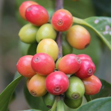 From the Plantation to the Perfect Cup of Coffee www.compassandfork.com